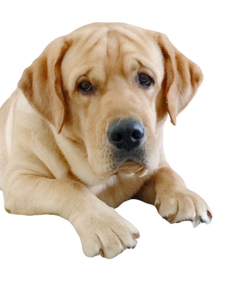 If this dog doesn't look happy it's only because you have not adopted it yet