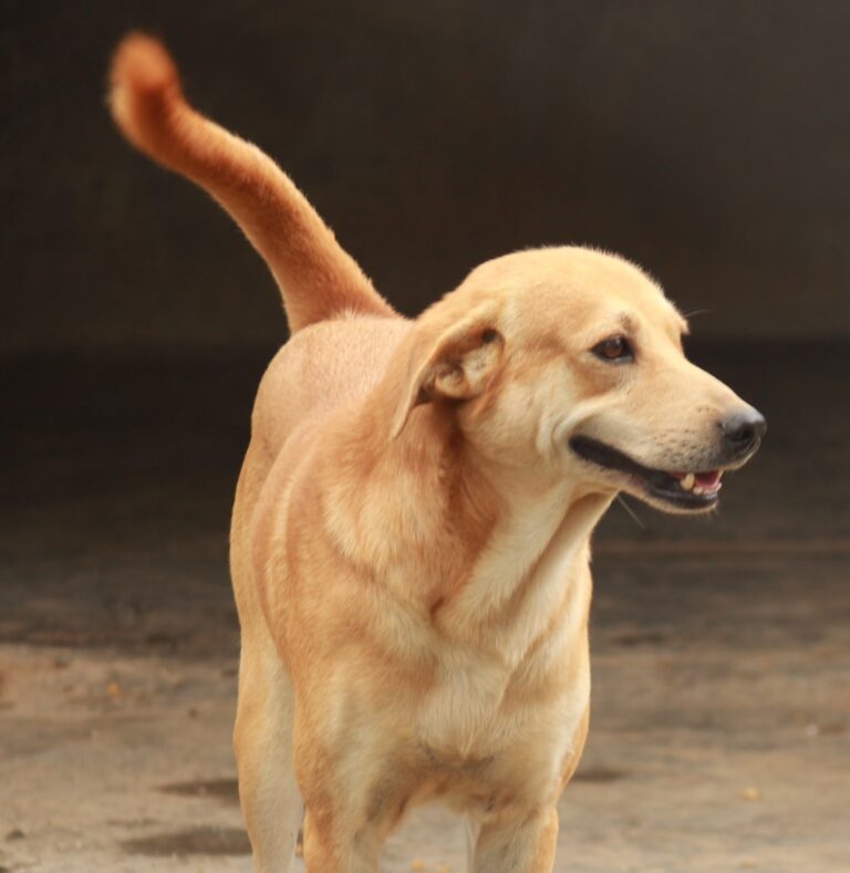 Im bunty. i survived a major accident now all i need is a forever home.