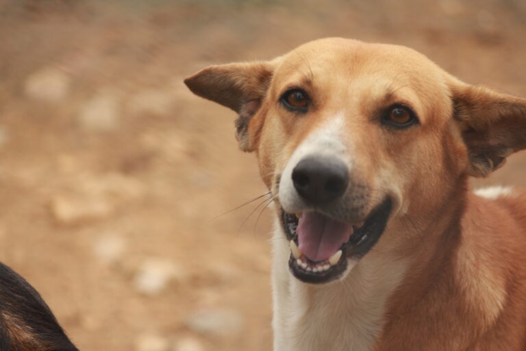 meet raja a rescued brave boy is now ready to get adopted