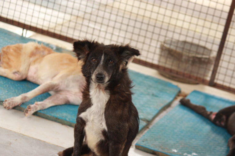 chesss a very friendly guy whose looking for a permanant home