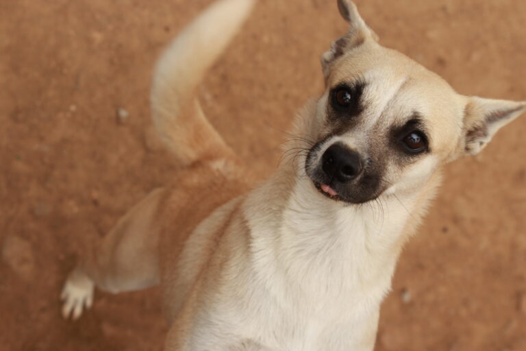 Meet Barfi. rescued,healed and ready to love. All He need is Home.