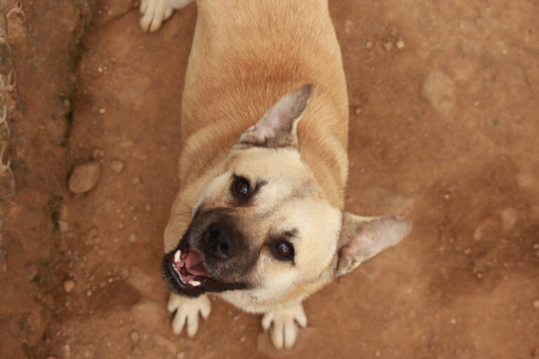 Meet charlie a lovely guy is ready for adoption