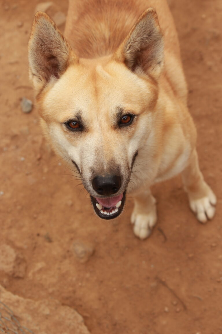 when Brownie came to our shelter he was injured he didnt lose hope and now hes ready for adoption