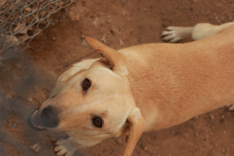 Waiting for my forever home